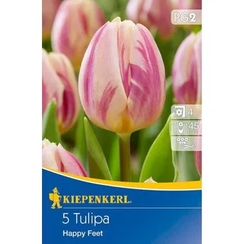 Sazenice Tulipán cibule, Tulipa Happy Feet, Kiepenkerl, krémovo - růžová, 5 ks