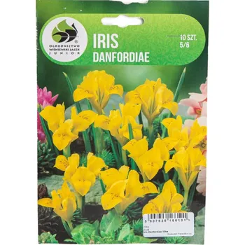 Sazenice Kosatec oddenky, Iris Danfordiae, Jacek, žlutý, 10 ks