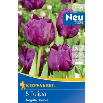 Semeno Tulipán cibule, Tulipa Negrita Double, Kiepenkerl, fialový, 5 ks