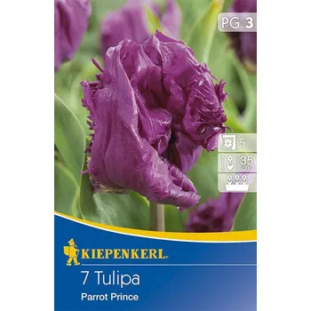 Semeno Tulipán cibule, Tulipa Parrot Prince, Kiepenkerl, fialový, 7 ks
