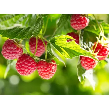 Sazenice Maliník 'Baby Dwarf' balkónový