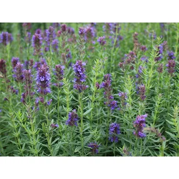 Semeno Planta Naturalis Yzop lékařský - semínka k výsevu