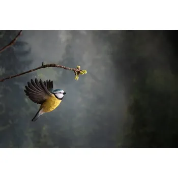 Wildlife Garden SE Dřevěná dekorace sýkora modřinka v letu DecoBird - Wildlife Garden