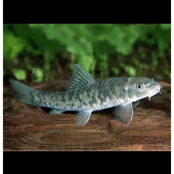 Gara rudohnědá 5 ks - Garra rufa