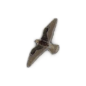 Odznáček - raroh velký letící