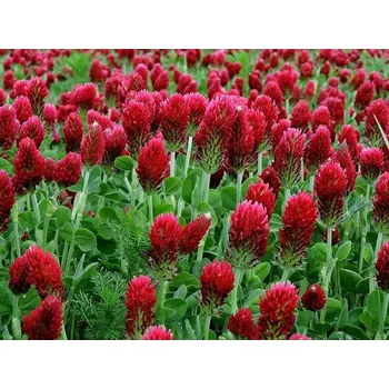 Semeno Planta Naturalis Jetel inkarnát - semínka k výsevu