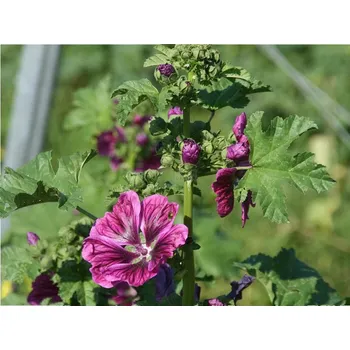 Semeno Planta Naturalis Sléz lesní maurský - semínka k výsevu