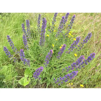 Semeno Planta Naturalis Hadinec obecný - semínka k výsevu