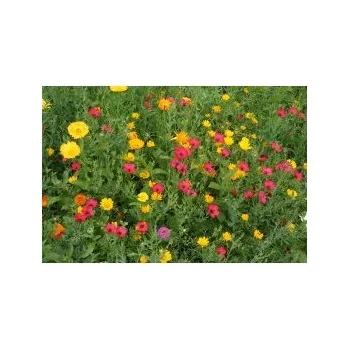 Travní směs Biopro Semínková letničková směs Červánková