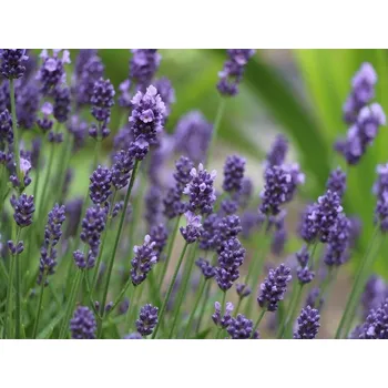 Semeno Planta Naturalis Levandule lékařská (původní druh) - semínka k výsevu