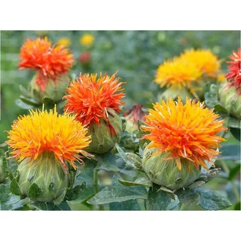 Semeno Planta Naturalis Světlice barvířská - semínka k výsevu