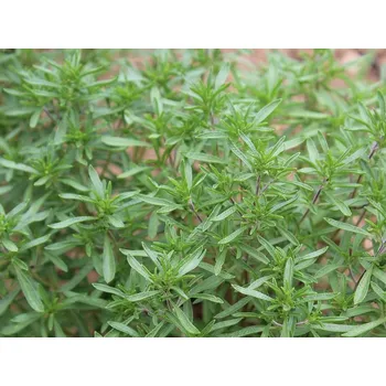 Koření Planta Naturalis Saturejka zahradní (Satureja hortensis) - semínka k výsevu