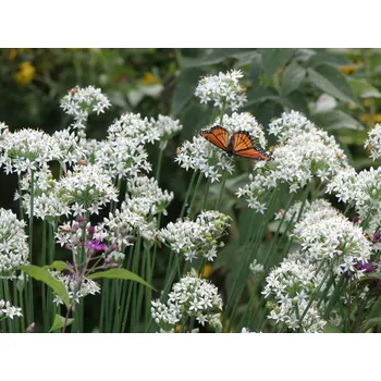 Semeno Planta Naturalis Česnek vonný (čínská pažitka) - semínka k výsevu