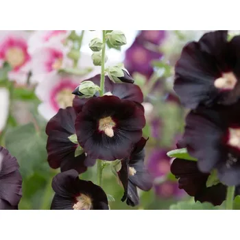 Semeno Planta Naturalis Semínka k výsevu - topolovka růžová