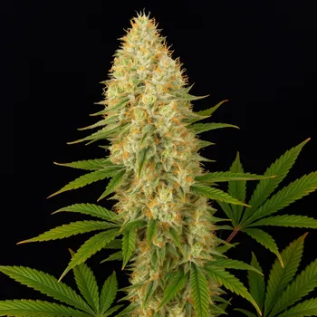 Semeno Propaganja Seeds - Avash-Avash 5 ks