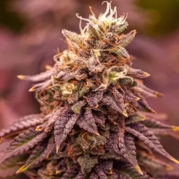 Semeno PowerStrains - 5Star Berry Moonrocks XL Auto 1 ks