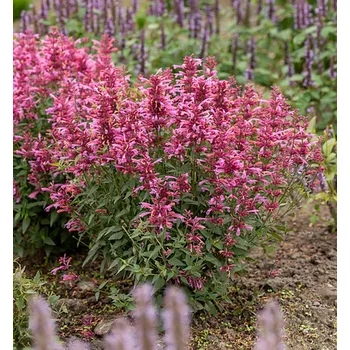 Sazenice Agastache rugosa ´ROSIE POSIE´ kont. 0,5 l
