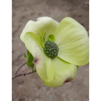 Sazenice Dřín 'Ormonde' 20-40 cm H9