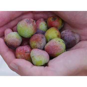 Sazenice Jeřáb oskeruše 'Sossenheimer Reisen' Balení: kontejner C2