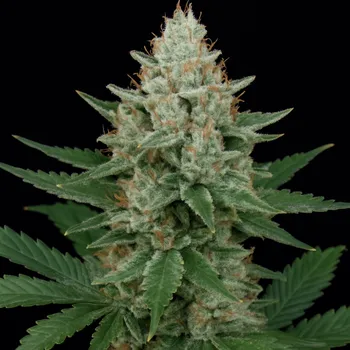 Semeno Propaganja Seeds - Provolone #21 5 ks