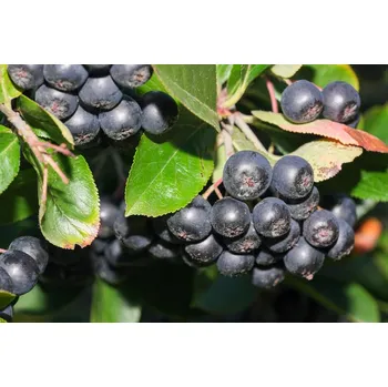 Semeno Arónie černoplodá 'Hugin'