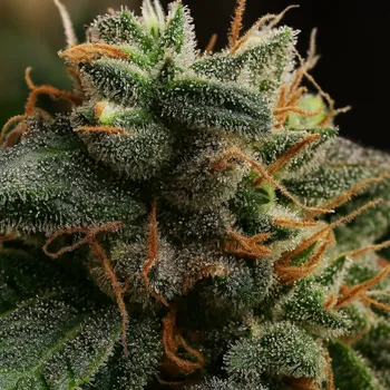 Semeno Propaganja Seeds - Bubblerock Auto 5 ks