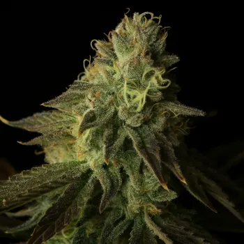 Semeno Propaganja Seeds - Buks Banner #11 Auto 5 ks