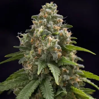 Semeno PowerStrains - Creamy Caramel F1 Early 1 ks