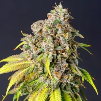 Semeno PowerStrains - 60 Day Grapefruit Auto 1 ks