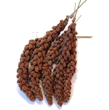 Pro ptáka Senegalské proso klasy (ČR) 1kg