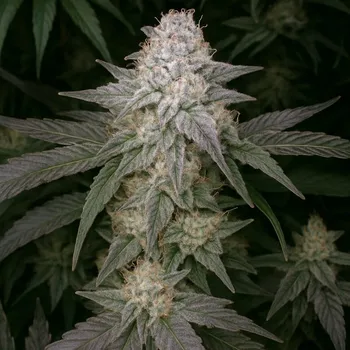 Semeno Propaganja Seeds - Malbec Treasure Fast Version 5 ks