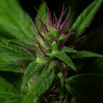 Semeno Propaganja Seeds - Gobsmacked Mandarine 5 ks