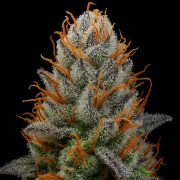 Semeno Propaganja Seeds - The Chupacabra 5 ks