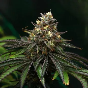 Semeno Propaganja Seeds - Red Dwarf Auto 5 ks