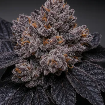 Semeno Propaganja Seeds - Slime Dessert (Babã) 5 ks