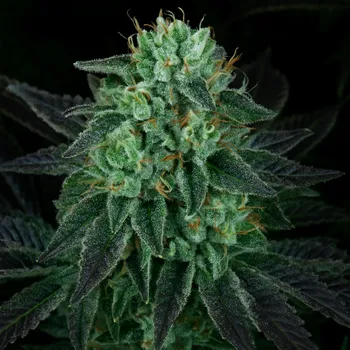 Semeno Propaganja Seeds - Dodgee Cherries 5 ks