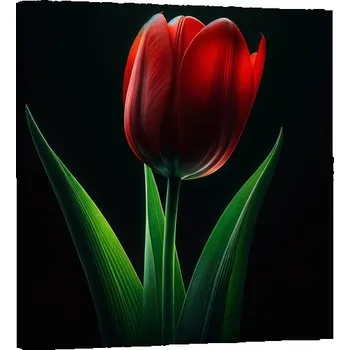 Obraz Dovido Obraz květ tulipánu v noci