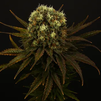 Semeno Propaganja Seeds - Diamante Citron Auto 5 ks