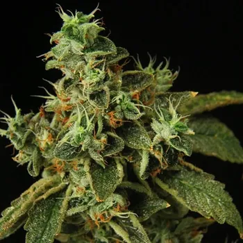 Semeno Propaganja Seeds - Special Rum Auto 5 ks