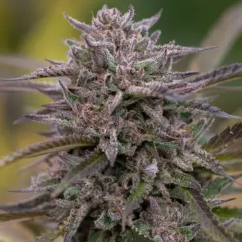 Semeno PowerStrains - 5Star Pink Runtz 1 ks