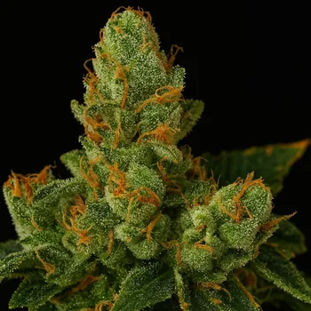 Semeno Propaganja Seeds - Stockton Slap OG Auto 5 ks