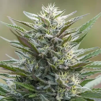 Semeno PowerStrains - Sleep Well 1 ks