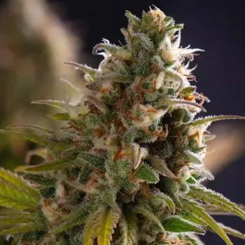 Semeno PowerStrains - Wedding Cake 1 ks