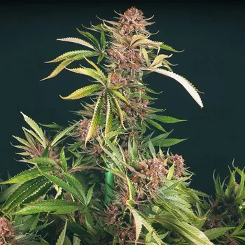 Semeno Propaganja Seeds - Strawberry Smoothie 5 ks