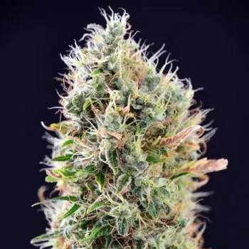 Semeno PowerStrains - Banana Punch Auto 1 ks