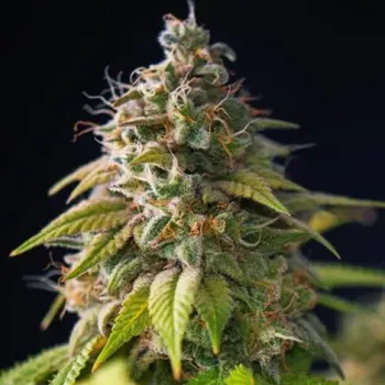 Semeno PowerStrains - Gorilla Zkittlez 1 ks