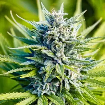 Semeno PowerStrains - Amnesia Haze Auto 1 ks