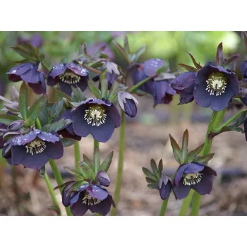 Sazenice levandule-online.cz Helleborus Orientalis " Slaty Blue " - čemeřice východní