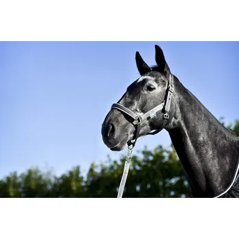 Bucas Ohlávka Dublin Bucas, iron gate/silver PONY