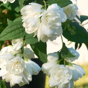 Sazenice PUSTORYL ´LITTLE WHITE LOVE´ kont. 3L